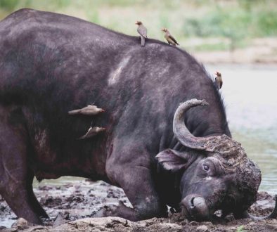 Kruger National Park festive season access details