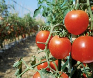 Tshililo Mafuka wins Emerging farmer of the year.