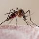More mosquitos, more Malaria cases